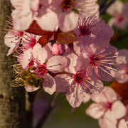 16th Aug 2024 - A sign of Spring, to come