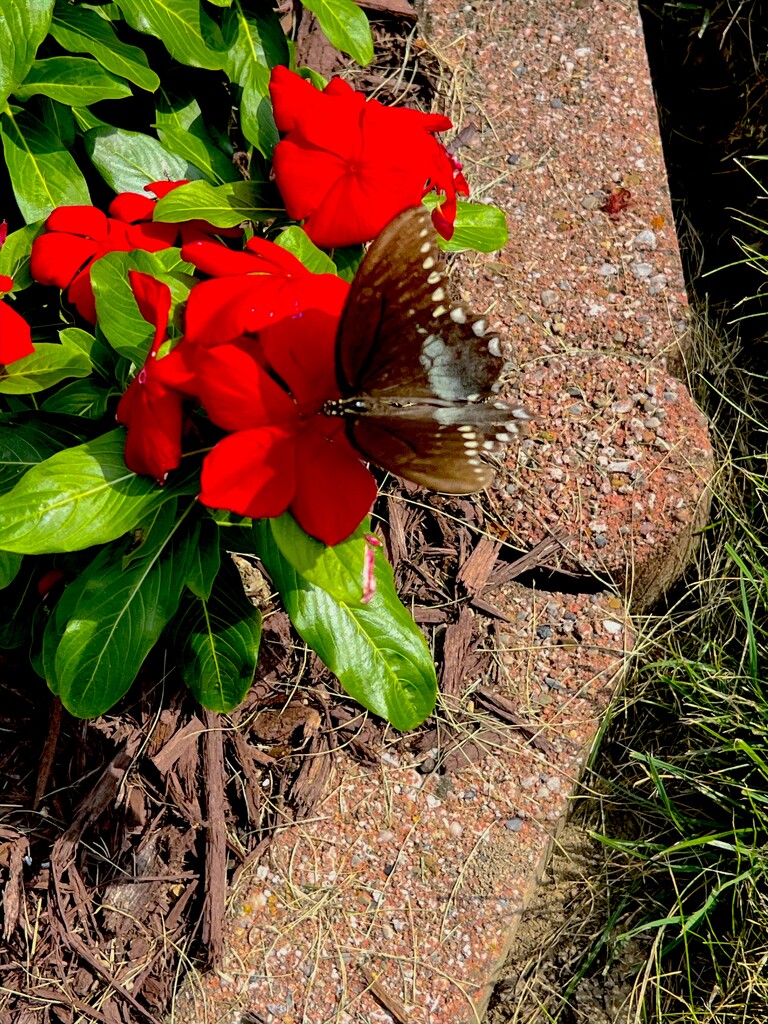 Black Swallowtail  by pej76