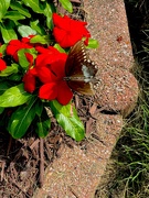 16th Aug 2024 - Black Swallowtail 