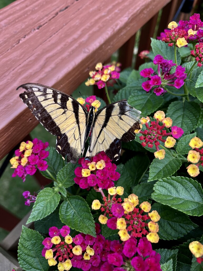 Yellow Swallowtail  by pej76