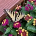 Yellow Swallowtail  by pej76