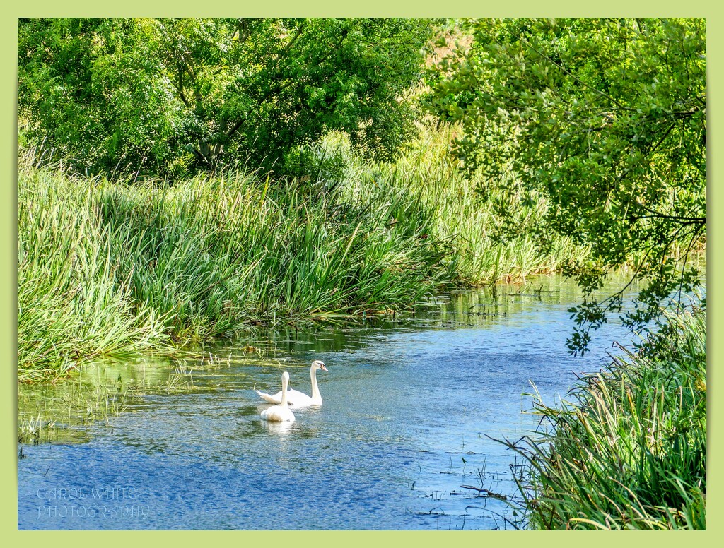 Canal Scene by carolmw