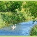 Canal Scene by carolmw