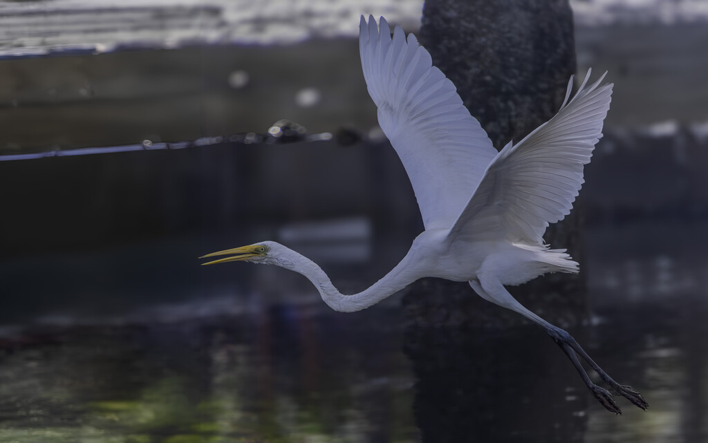 Egret at Naklua  by lumpiniman