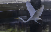 16th Aug 2024 - Egret at Naklua 