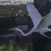 Egret at Naklua  by lumpiniman