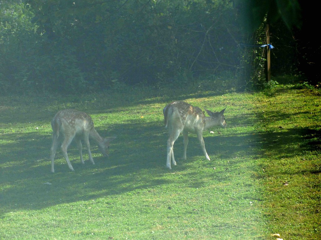 Two Young Fallow Deer by arkensiel