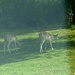 Two Young Fallow Deer by arkensiel