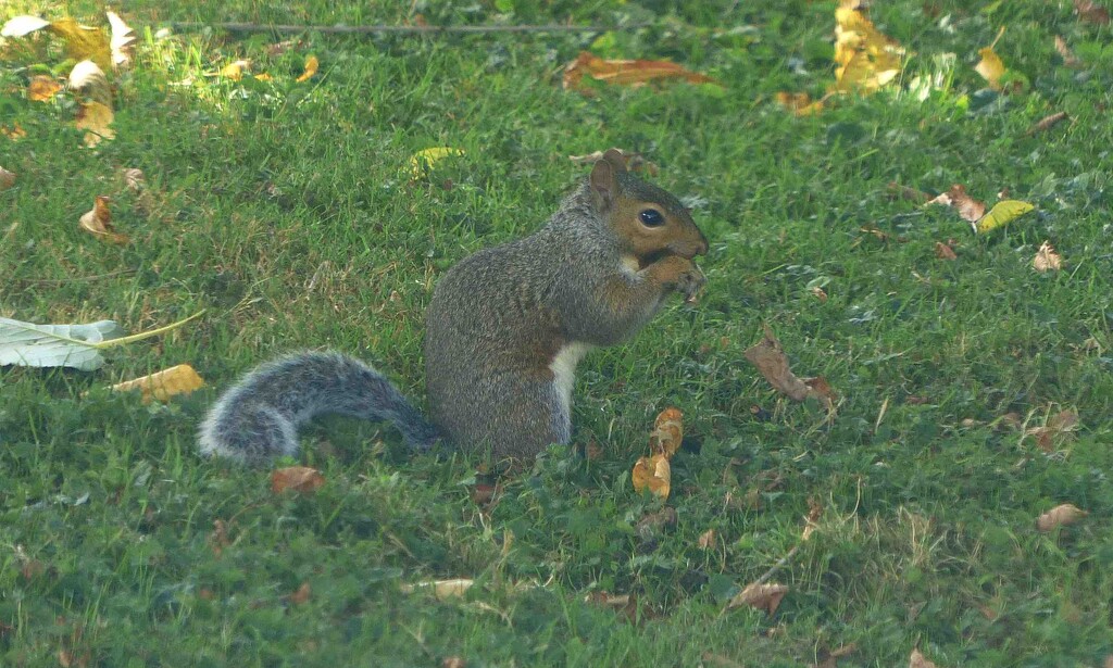 Squirrel by arkensiel