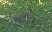 16th Aug 2024 - Squirrel