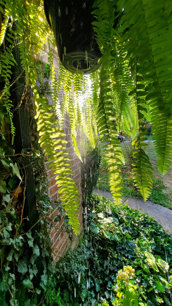 I Wet My Plants! by alophoto