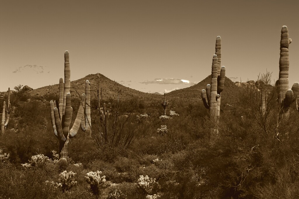 saguaros by blueberry1222