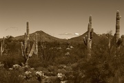 16th Aug 2024 - saguaros