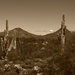 saguaros by blueberry1222