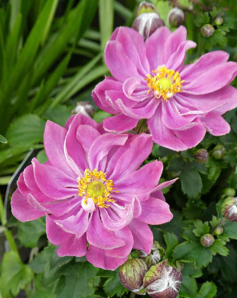 Japanese Anemones  by wendyfrost