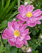 12th Aug 2024 - Japanese Anemones 