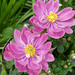 Japanese Anemones 