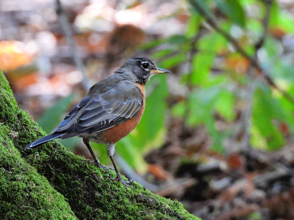 American Robin  by seattlite