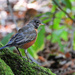 American Robin  by seattlite