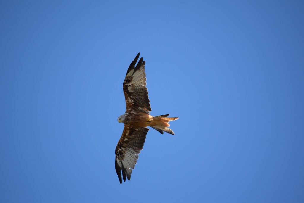 Red Kite by dragey74