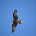 Red Kite by dragey74