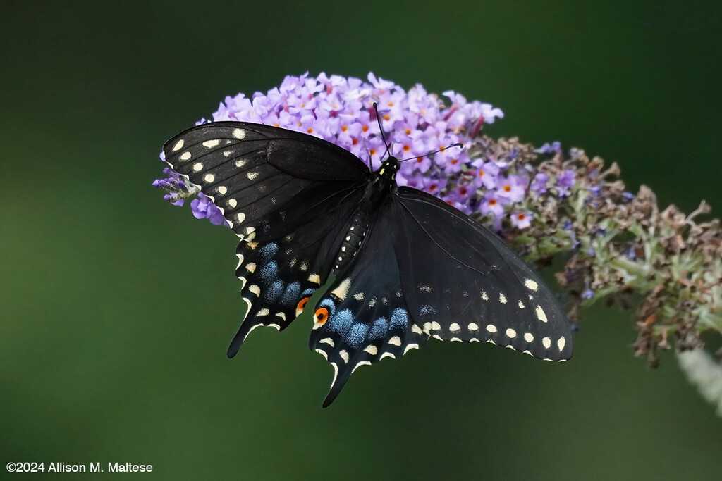 Black Swallowtail (Male) by falcon11