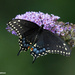 Black Swallowtail (Male) by falcon11