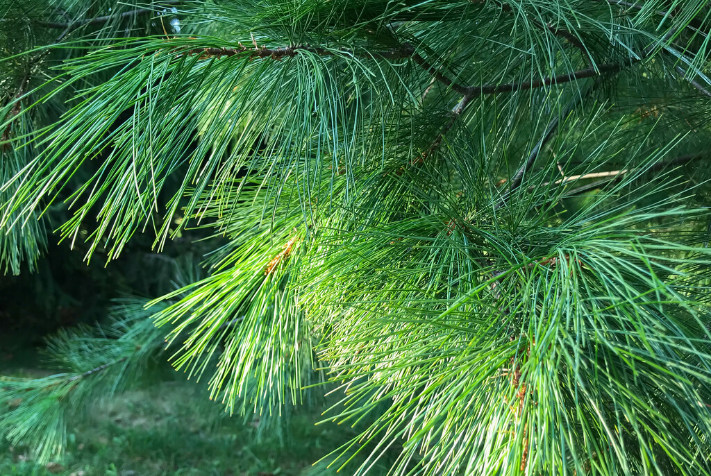 Pine needles by mittens