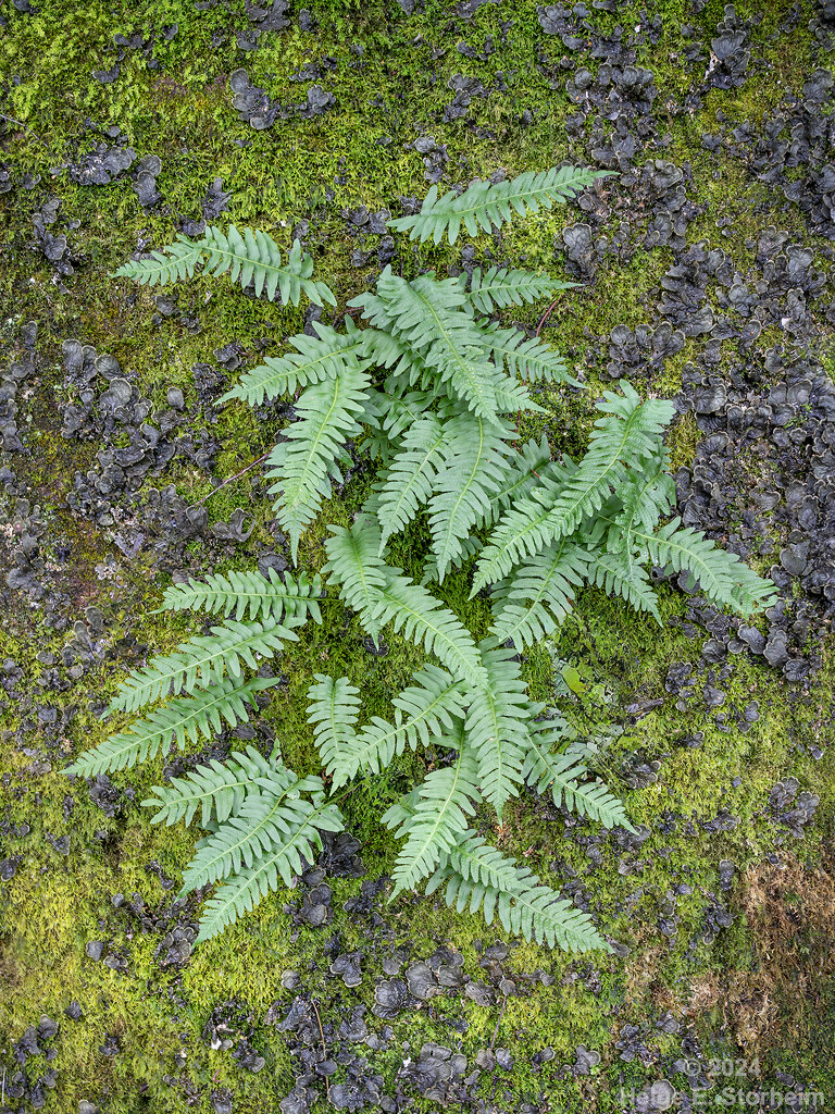 Polypodium vulgare by helstor365