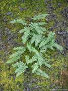 16th Aug 2024 - Polypodium vulgare