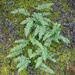 Polypodium vulgare by helstor365