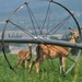 Mom And Baby Whitetails by bjywamer