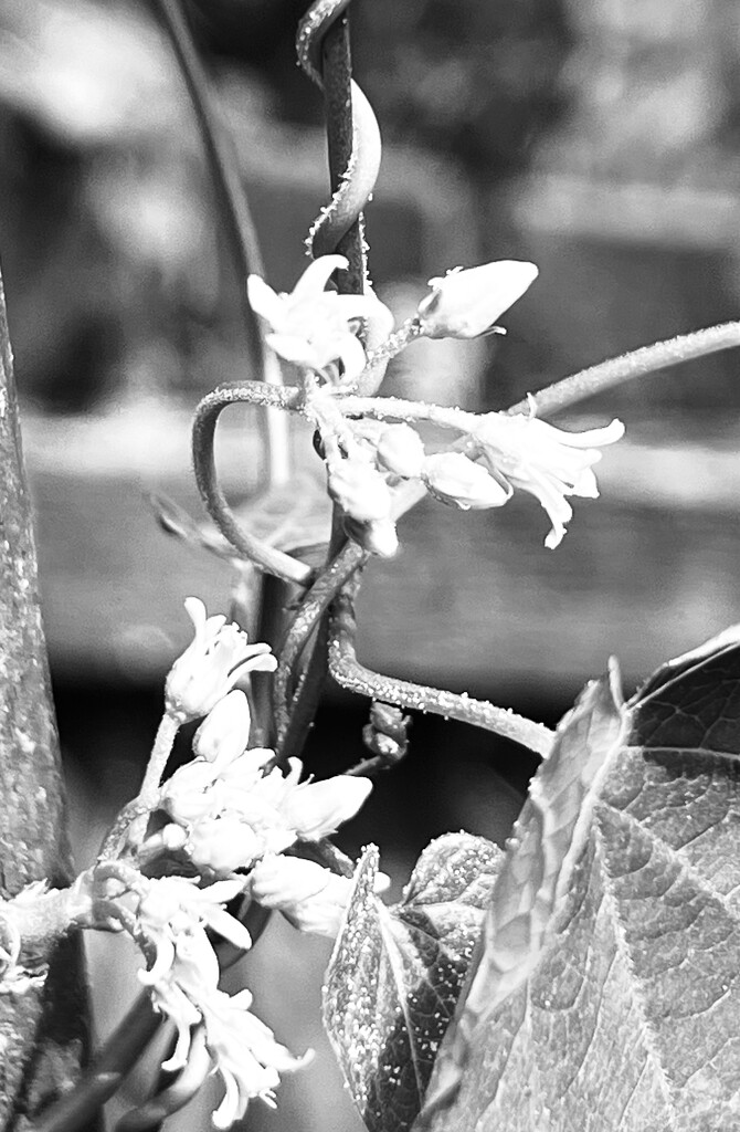 Flowers on a vine by sjgiesman