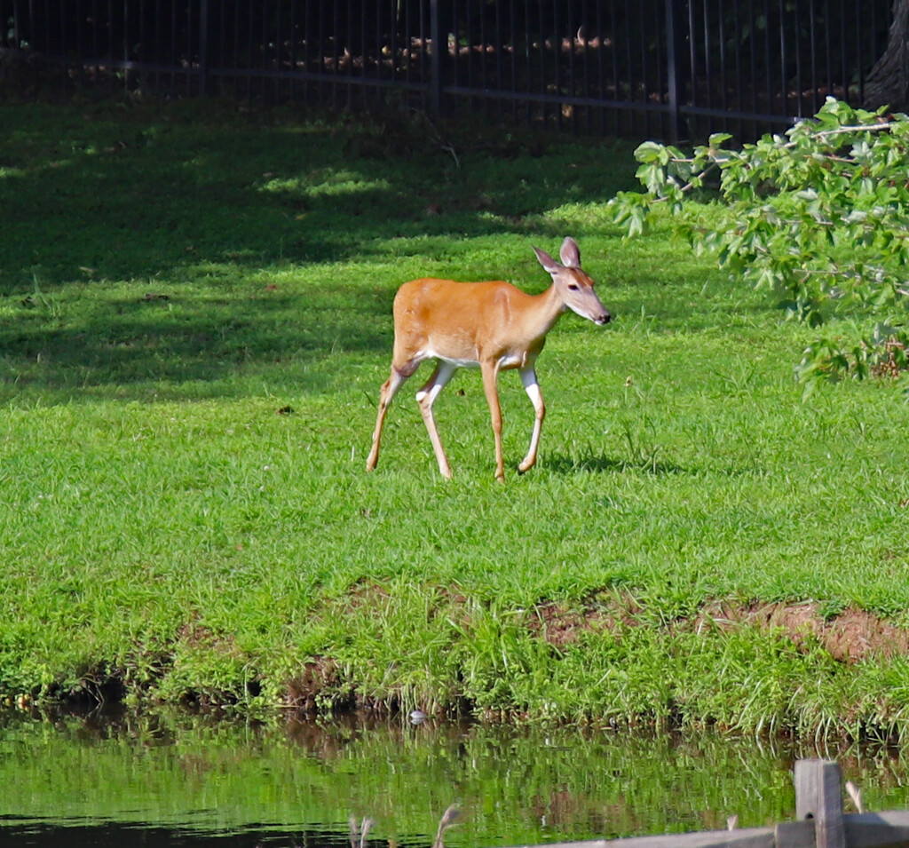 July 21 Deer Hurrying Back To Trees IMG_1242AAA by georgegailmcdowellcom