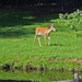 July 21 Deer Hurrying Back To Trees IMG_1242AAA by georgegailmcdowellcom