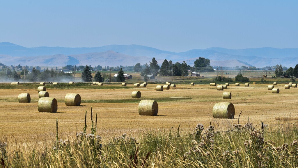 Field Of Hay Bales by bjywamer