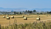 15th Aug 2024 - Field Of Hay Bales