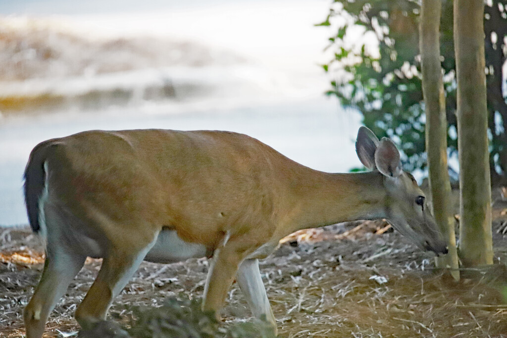 July 30 Deer Out Front IMG_1246 by georgegailmcdowellcom