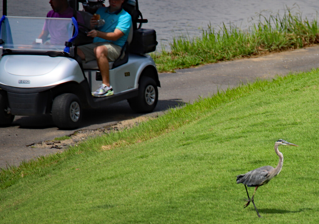 August 12 Blue Heron Runs Away IMG_1252 by georgegailmcdowellcom