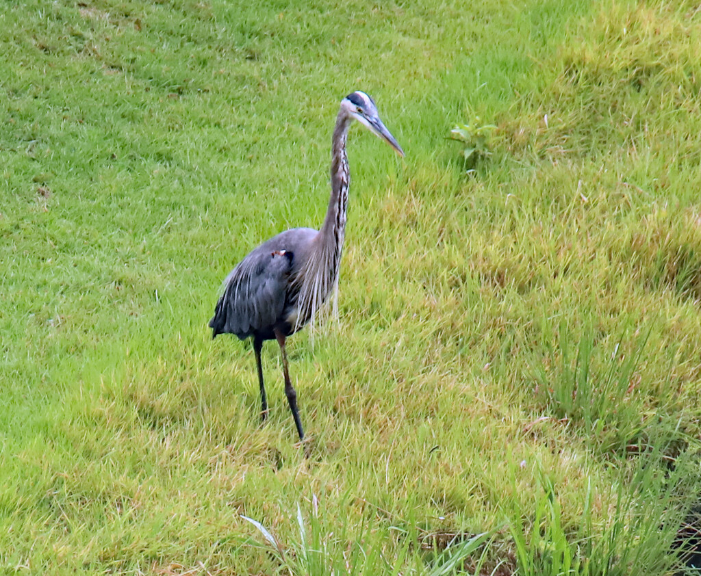 August 13 Blue Heron IMG_1254 by georgegailmcdowellcom