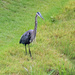 August 13 Blue Heron IMG_1254 by georgegailmcdowellcom