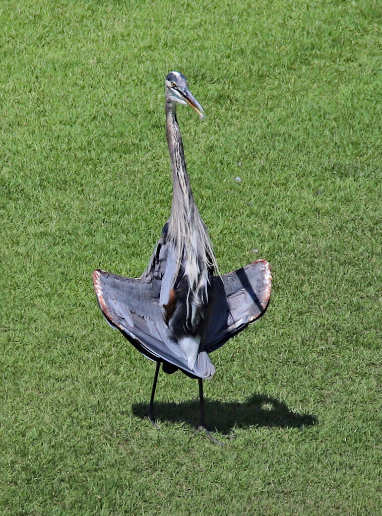 August 14 Blue Heron Flashing IMG_1262 1 by georgegailmcdowellcom