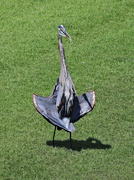 14th Aug 2024 - August 14 Blue Heron Flashing IMG_1262 1