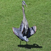 August 14 Blue Heron Flashing IMG_1262 1