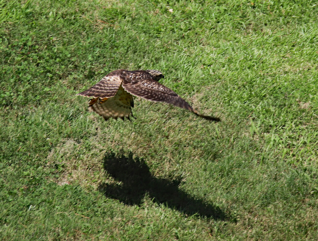 August 15 Hawk Flying Low IMG_1283 1 by georgegailmcdowellcom