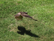 15th Aug 2024 - August 15 Hawk Flying Low IMG_1283 1