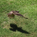 August 15 Hawk Flying Low IMG_1283 1 by georgegailmcdowellcom