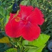 IMG_8575 Anole finds hibiscus by rontu