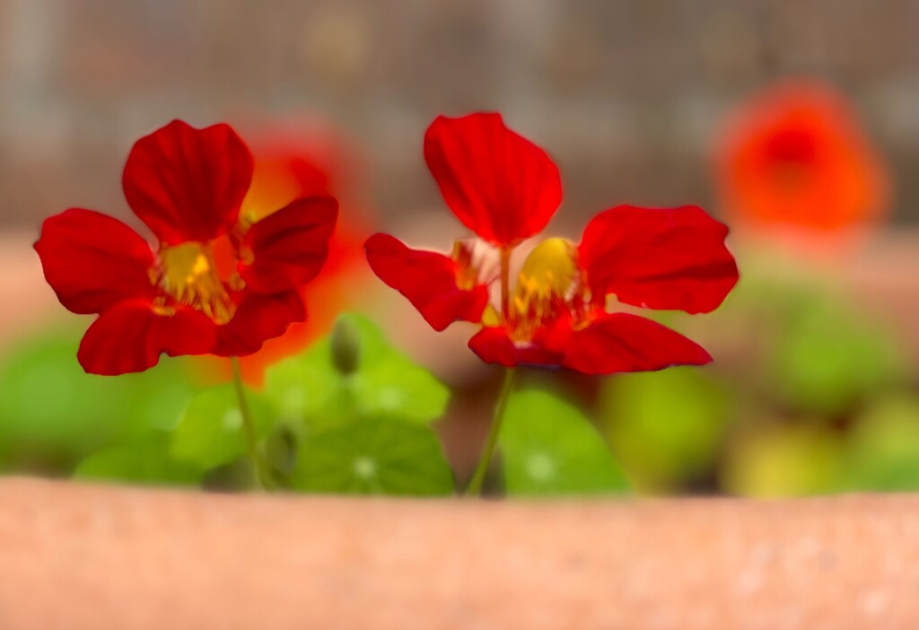 Nasturtium flowers by alison59