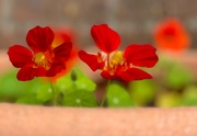 16th Aug 2024 - Nasturtium flowers